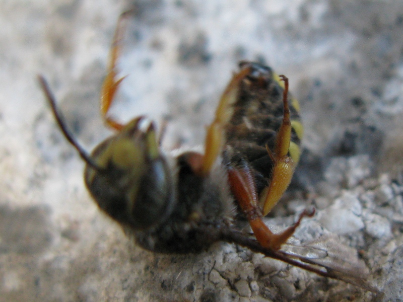 Maschio di Rhodanthidium septemdentatum